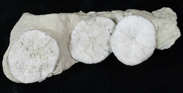 Fossil Sand Dollar (Astrodapsis) Cluster - California #15781